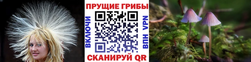 Псилоцибиновые грибы Psilocybe  Владивосток 